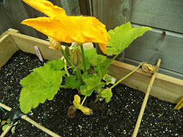 moestuin update 6 - courgette