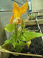 moestuin update 7 - courgette